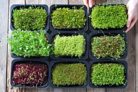 micro-greens