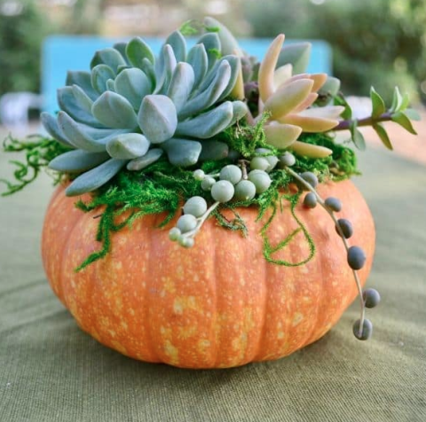 pumpkin succulents