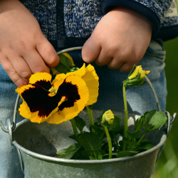 Young Gardeners